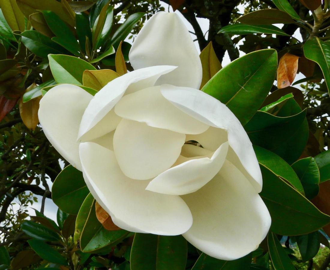 Magnolia : Superbe deux-pièces quartier du Château Pau Exterior foto